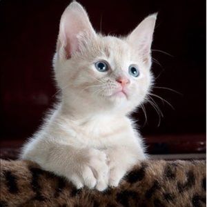 Meet your Posher, Nyla